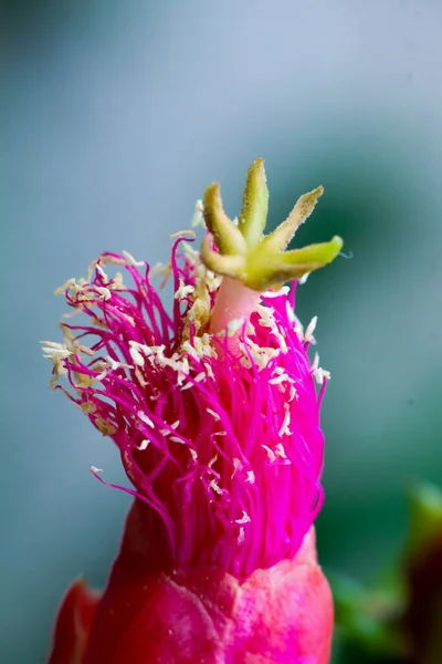 Στέμμα Και Pistil Από Λουλούδι Κάκτου Φόντο Θαμπάδα — Φωτογραφία Αρχείου