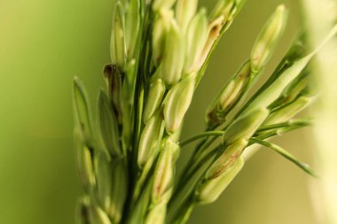Yeşil pirinç taneleri hala dolmamıştır.