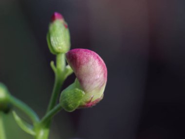 Koyu arkaplanda kırmızı fasulye tomurcukları