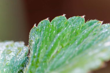 Yeşil çilek yaprakları üzerinde sabah çiği damlaları