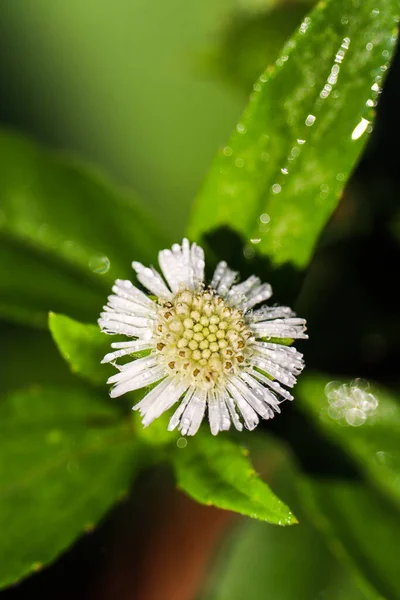 Beyaz Eclipta Alba Çiçeği Sabah Çiğ Damlaları Ile — Stok fotoğraf