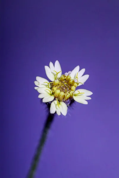 Λευκό Λουλούδι Μακροεντολή Κίτρινο Pistil Απομονώνονται Σκούρο Μπλε Φόντο — Φωτογραφία Αρχείου