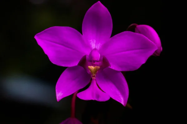 Flor Orquídea Púrpura Sobre Fondo Oscuro —  Fotos de Stock