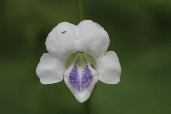 白い蝶のエンドウ豆の花はぼやけて緑色 — ストック写真
