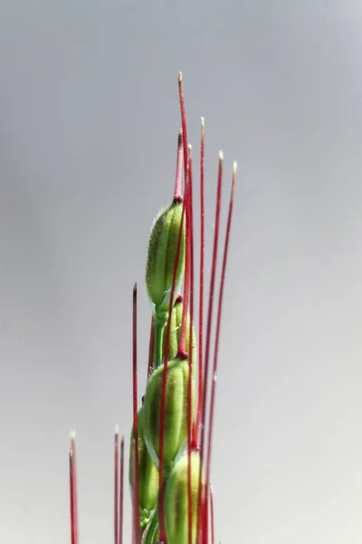 Young Rice Macro Which Still Green Red Fur Blurry Background — Stock Photo, Image