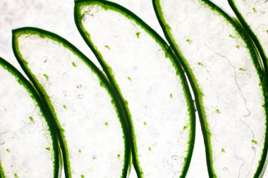 Aloe vera beyaz arkaplanda dilimler