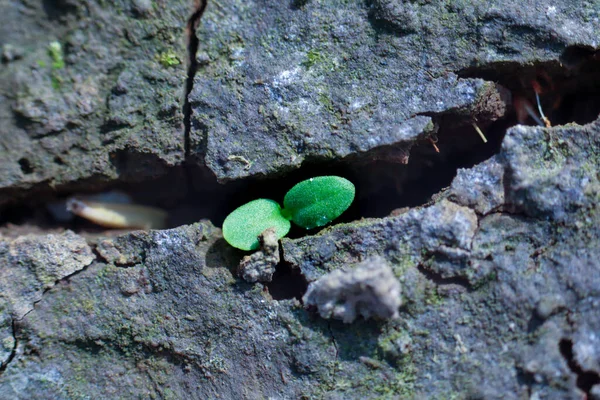 在土壤缝隙中存活的绿色芽 — 图库照片