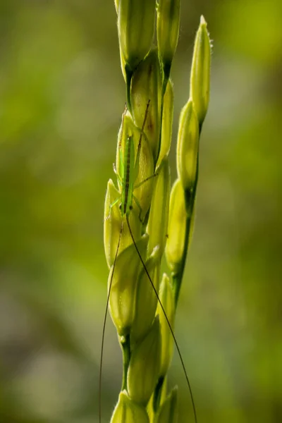 Νεαρό Ρύζι Πράσινο Φόντο — Φωτογραφία Αρχείου