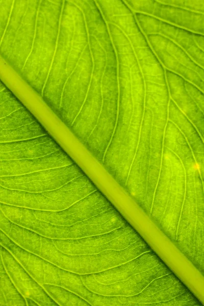 Textura Parte Inferior Las Hojas Del Taro — Foto de Stock