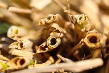 içi boş pirinç kamışı.