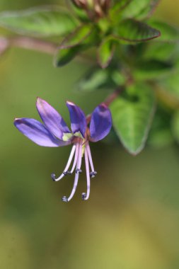 Tüketim otu mor çiçeğidir ve mükemmel bir şekilde çiçek açar.