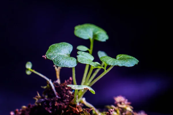 Πράσινο Φυτό Μακροεντολή Σκούρο Φόντο — Φωτογραφία Αρχείου