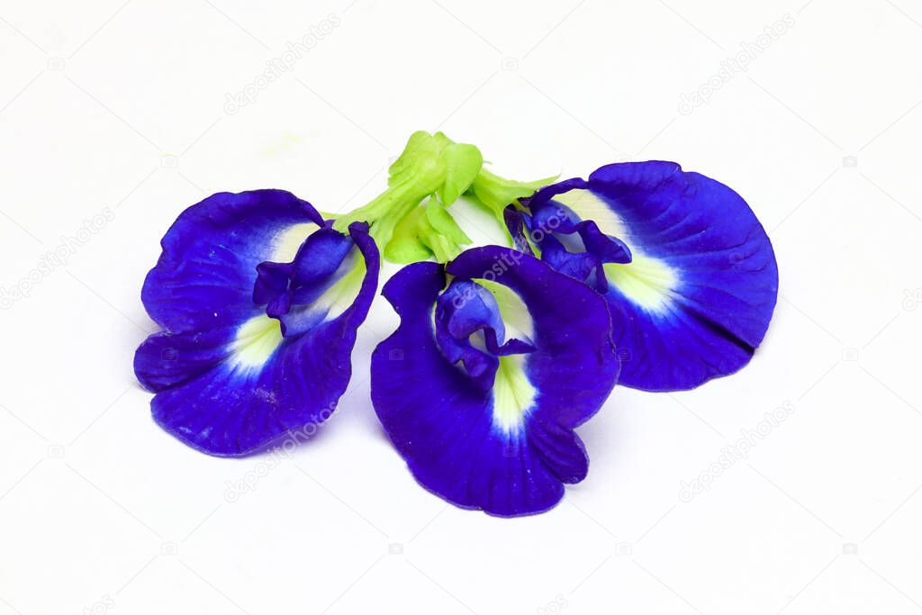 four purple pea butterflies isolated on white background