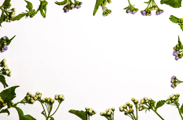 White background with whiteweed floral border. suitable for ppt — Stock Image White Background Whiteweed Floral Border Suitable Ppt Royalty Free Stock Photos
