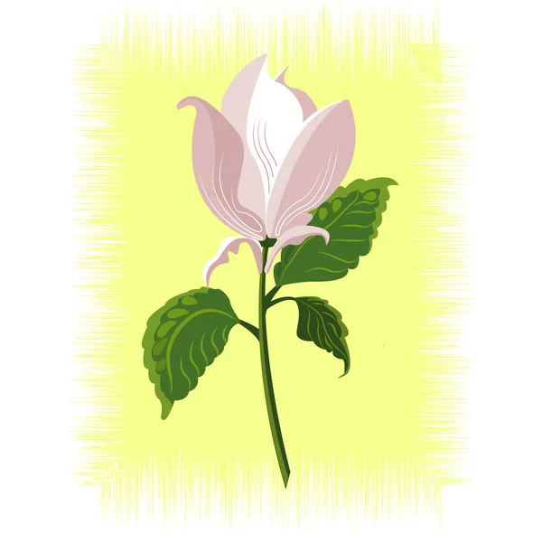 Çiçek pinkinin MAGNOLIA.vektör çizimi