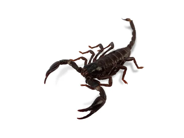 Ein Schwarzer Skorpion Isoliert Auf Weißem Hintergrund — Stockfoto