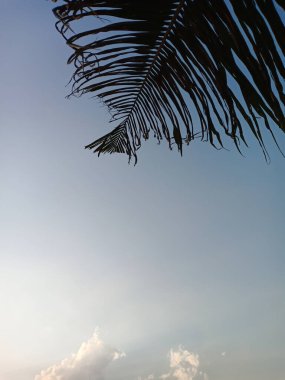 plam leaf abd parlak mavi gökyüzü arkaplanı