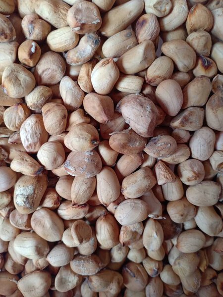 Brown Molded peanuts in background