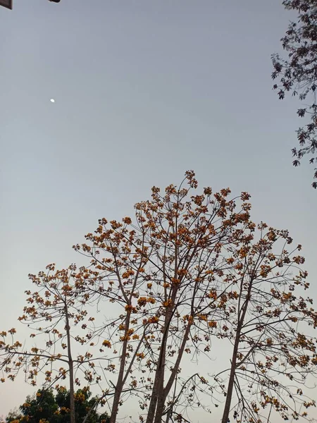 Orange Flowers Teak Tree Blue Sky Free Copy Space — Stock Photo, Image