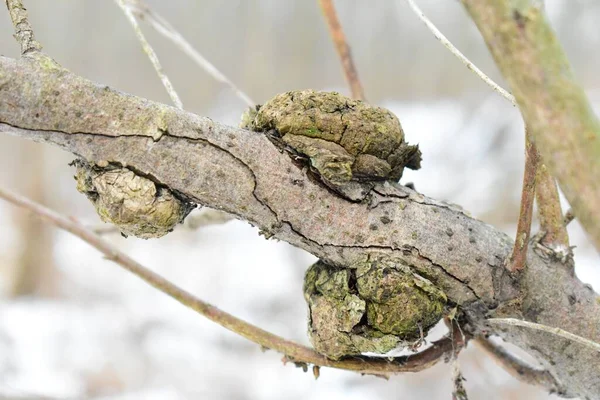 small growths on a branch of fungi of tinder fungi in early winter