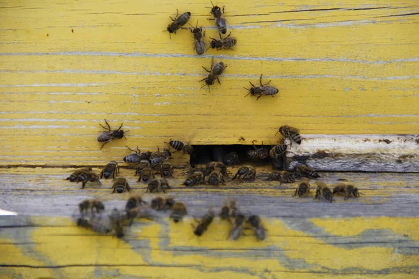 Πολλές Μικρές Μέλισσες Σέρνονται Στην Τρύπα Κίτρινο Φόντο — Φωτογραφία Αρχείου