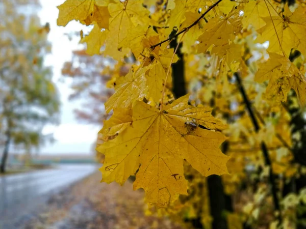 Яркий Широкий Желтый Осенний Осенний Лист Крупным Планом Фоне Мокрой — стоковое фото