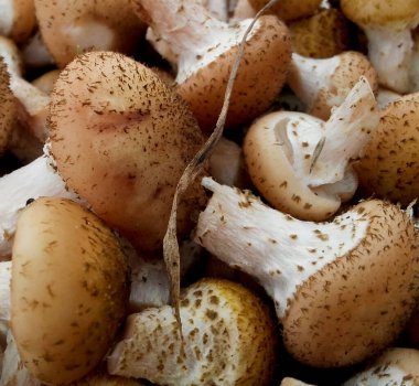 Köpekler arasında karıştırılmış orman kırmızı mantarlarının yakın plan görüntüleri.