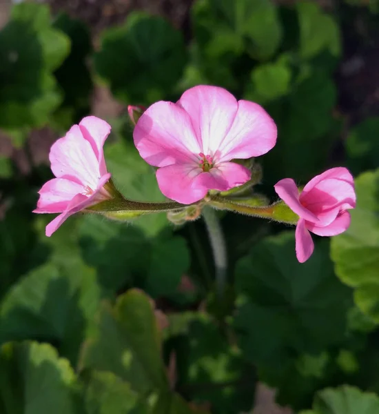 緑の葉を持つピンクのマローの花マルヴァ シルベストリスムスク マロー — ストック写真