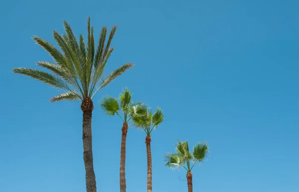 Palme Contro Cielo Blu — Foto Stock