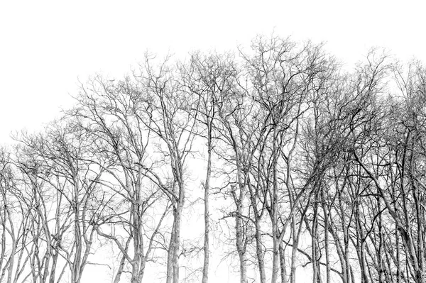 Black White Photo Bare Trees Branches — стоковое фото