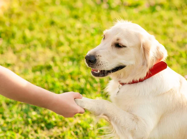 Söt ung golden retriever hund ger en tass — Stockfoto