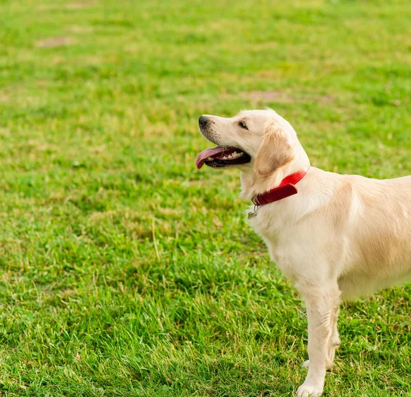 Golden Retriever kijken naar zijn eigenaar in zomer park — Stockfoto