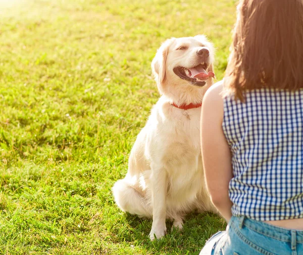 Carino giovane cane golden retriever dando una zampa — Foto Stock