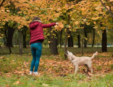 Köpek kişiye karşı saldırganlık gösterir. Bir köpek bir kişi saldırmaya hazırlanıyor. Tehlikeli Oyunlar.