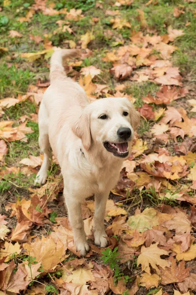 在秋天背景白色猎犬狗特写肖像 狗在秋天的落叶 — 图库照片
