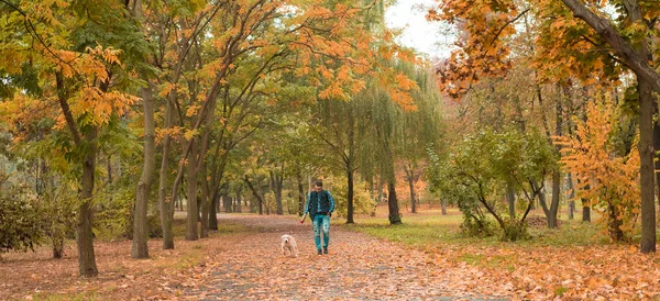 Sonbahar Park ile golden retriever köpek yürüyen genç adam portresi. Dostluk, evde beslenen hayvan ve insan. Adam açık havada köpekle oynamayı