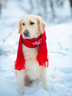 Açık havada kış zamanında altın geri almak evde beslenen hayvan