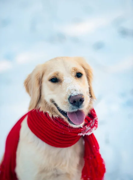 Joyeux Golden retriever animal de compagnie en plein air en hiver — Photo