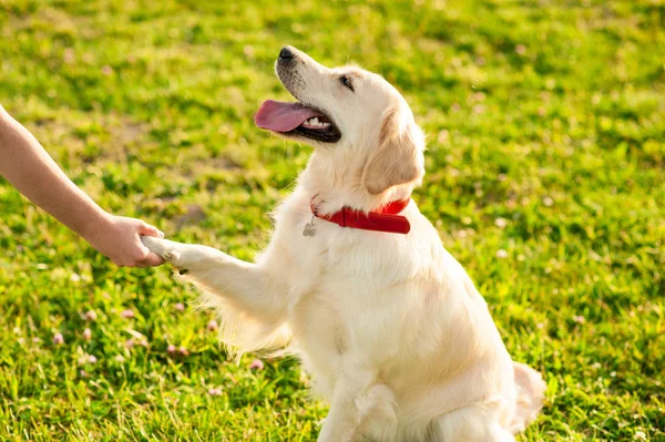 İtaatkar Golden Retriever köpeği ve sahibinin pençe komutası uygulaması. Mutluluk ve dostluk. evcil hayvan ve kadın.