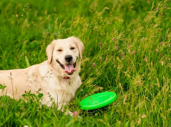 Porträtt Vit Hund Golden Retriever Tittar Hans Ägare Sommar Park — Stockfoto