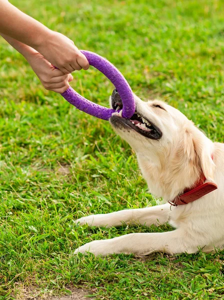 Pretty brunette woman playing with a dog white golden retriever on the grass in park. Training the dog, woman with her dog on green meadow