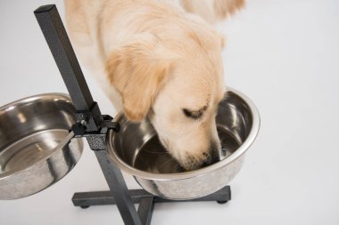 Altın geri almak oturma Studio beyaz arka plan üzerinde izole. Beyaz arka plan üzerinde el kadın köpek eğitim,