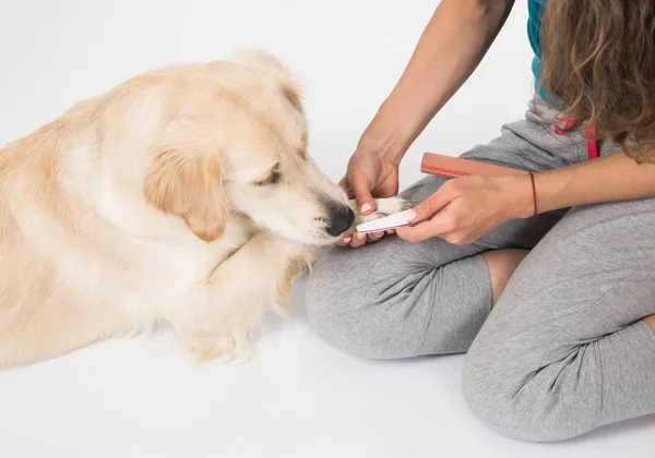Happy dog golden retriever on manicure with a nail file on white background. Trimming claws. Manicure and pedicure grooming, dog golden retriever