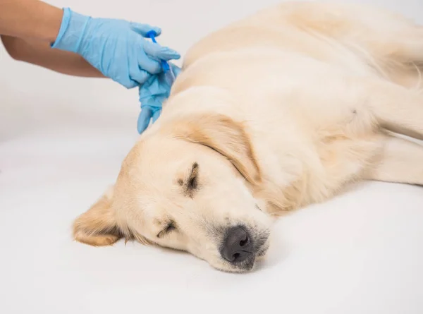 Doctor Handen Controleren Golden Retriever Hond Hond Ligt Tafel Voor — Stockfoto