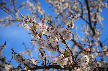 Mavi gökyüzü üzerinde birçok çiçek ile elma ağacının dalını