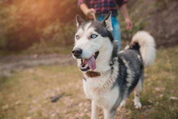 Young man hugging husky dog in summer outdoors