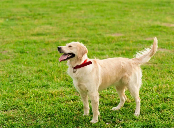 Golden Retriever kijken naar zijn eigenaar in zomer park — Stockfoto