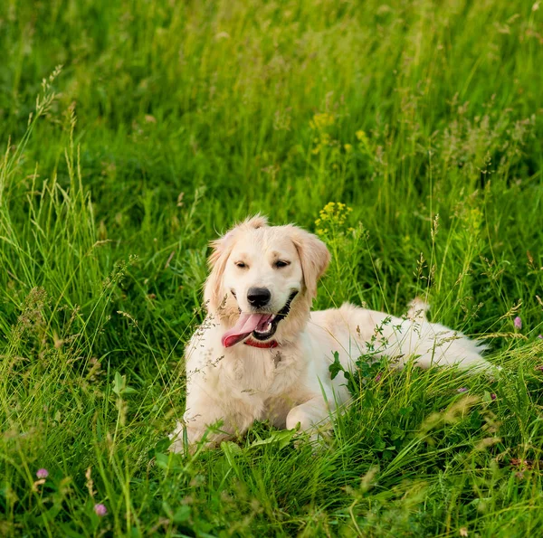 Golden Retriever tittar på kamera i sommar Park — Stockfoto