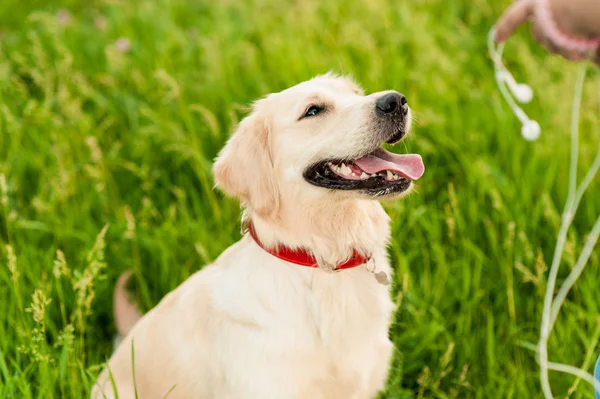 Golden Retriever tittar på hans ägare i sommar park — Stockfoto