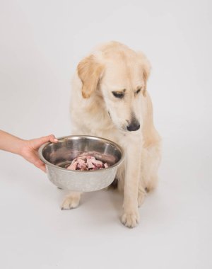 Genç bir kadın köpeğine bir tabak et veriyor.